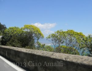 Ciao Amalfi Coast Travel Broom Bushes